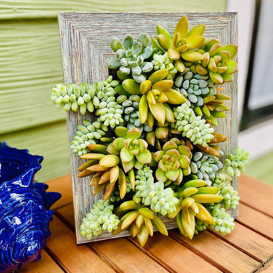 vertical planter kit by Portrait Gardens